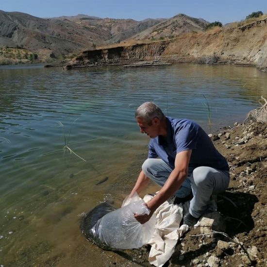 2 Buçuk Milyon Yavru Sazan Sulara Bırakıldı