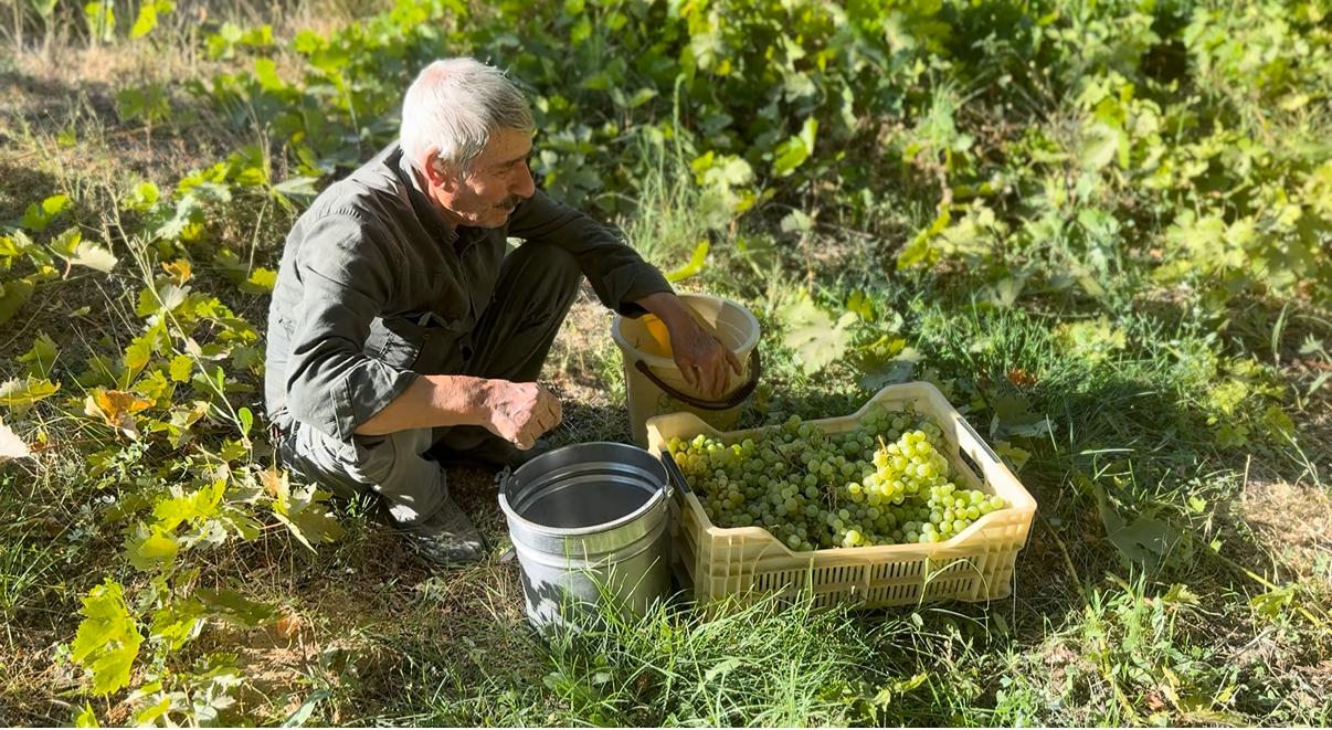 3 Bin Dönüm Bağdan Geriye 3 Dönüm Kaldı