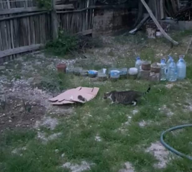 Ağaçta Sıkışan Yavru Kediyi İtfaiye Ekipleri  Kurtardı