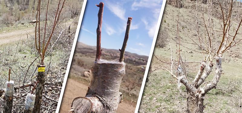 Akçadağ'da Ahlat Ağaçlarına Armut Aşılama Çalışmaları Devam Ediyor