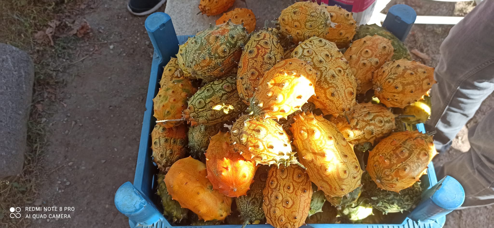 Arapgir'de Boynuzlu Kavun "Kiwano" Yetiştirildi