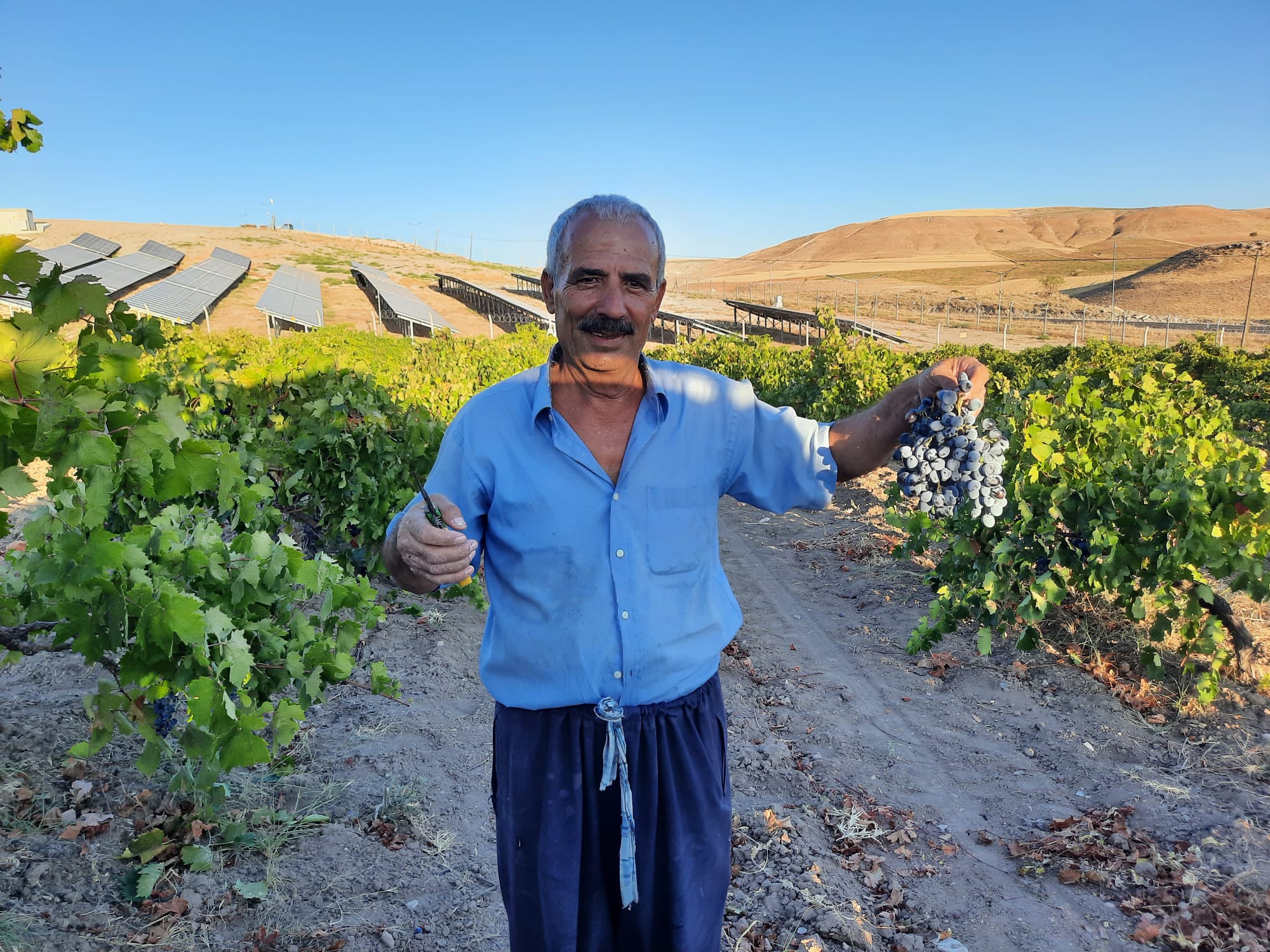 Arapgir  Köhnü Üzümünde Hasat Başladı