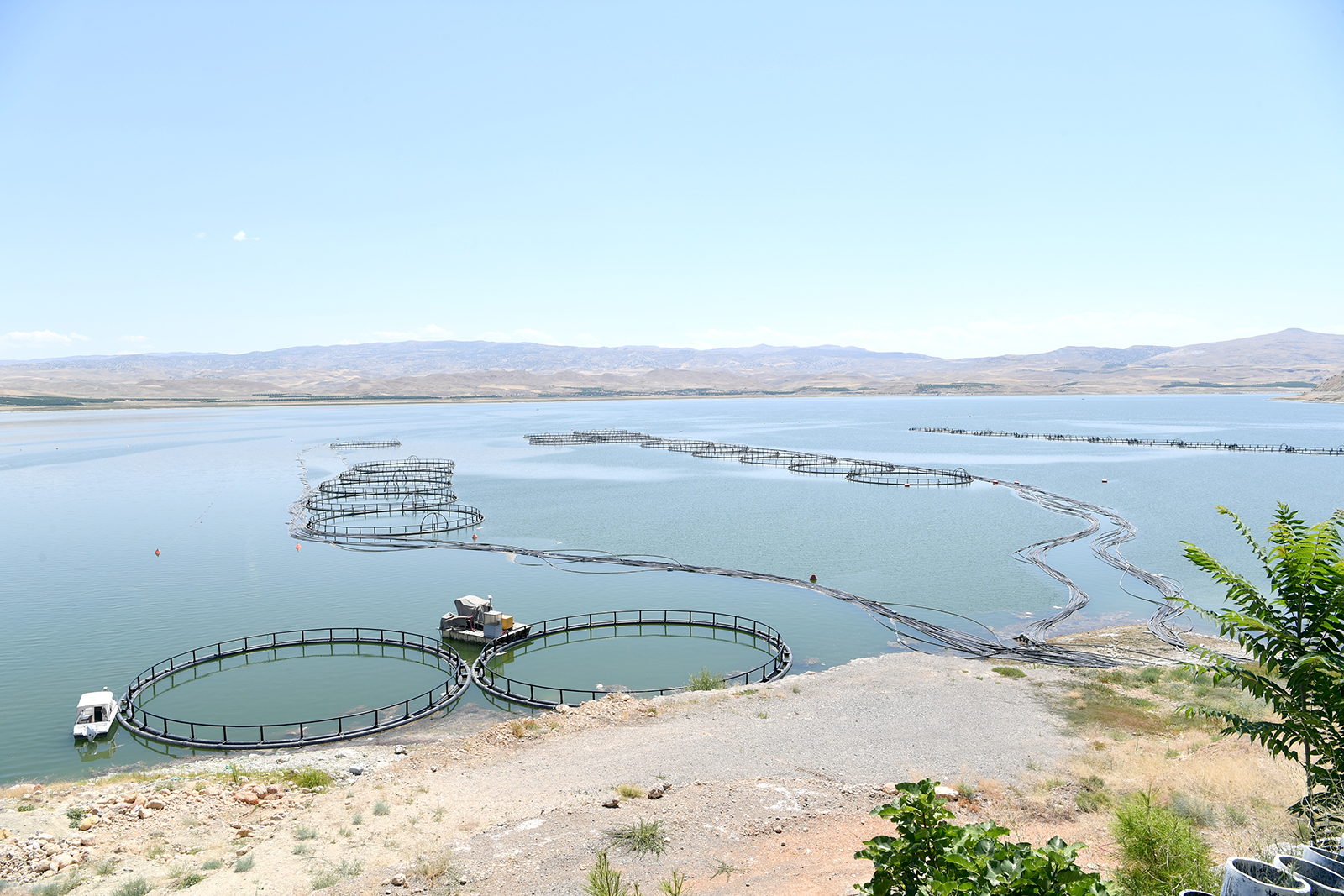 Arguvan'da Tarıma Dayalı Su Ürünleri Yetiştiriciliği OSB Kuruluyor