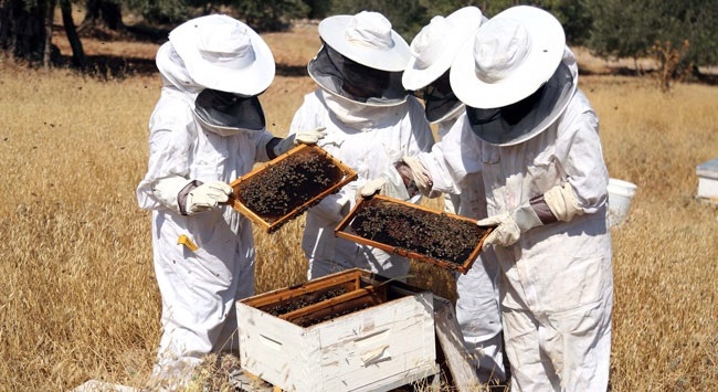 Arıcıların Şeker Sorunu Çözüldü