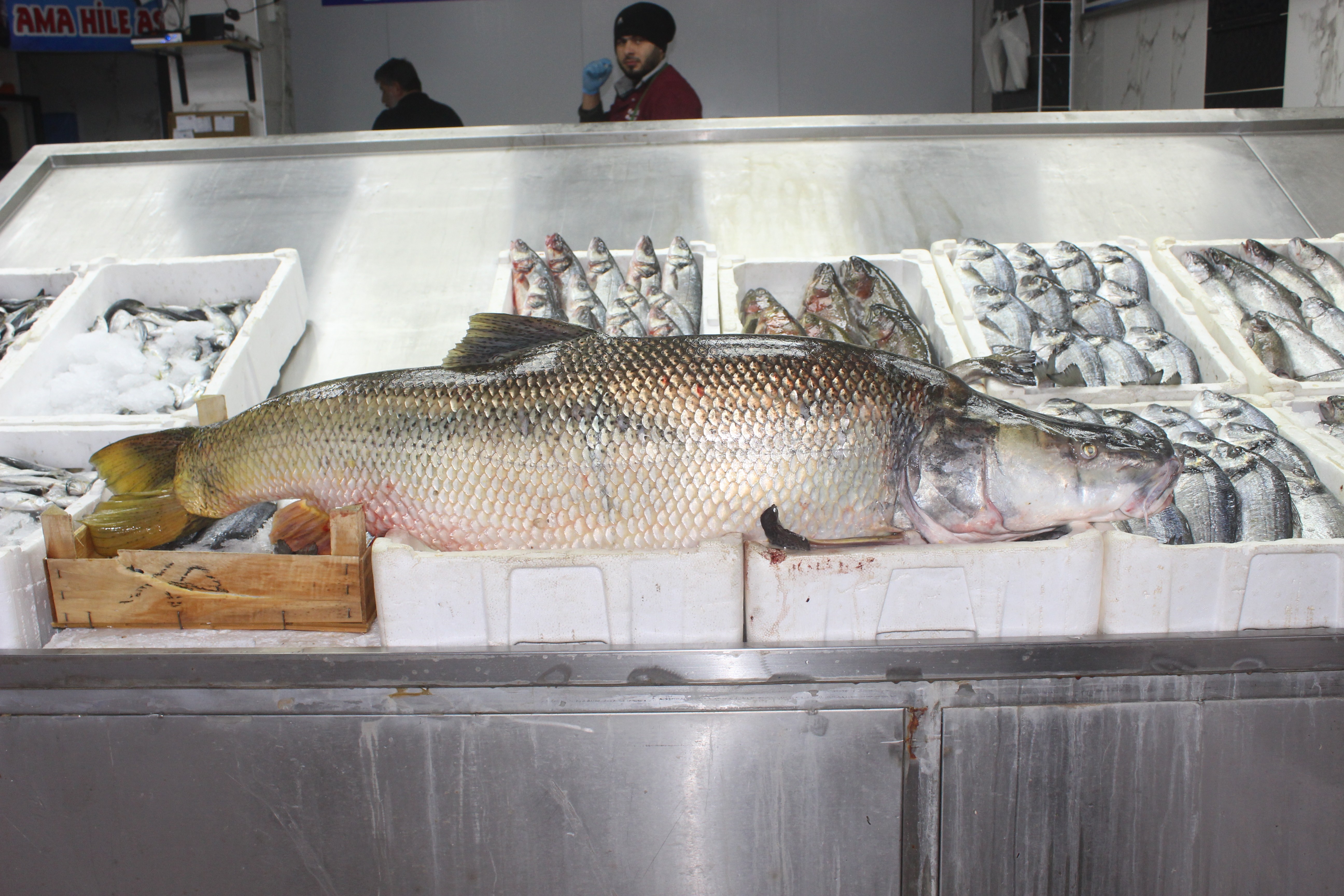 Atatürk Barajında dev turna balığı yakalandı