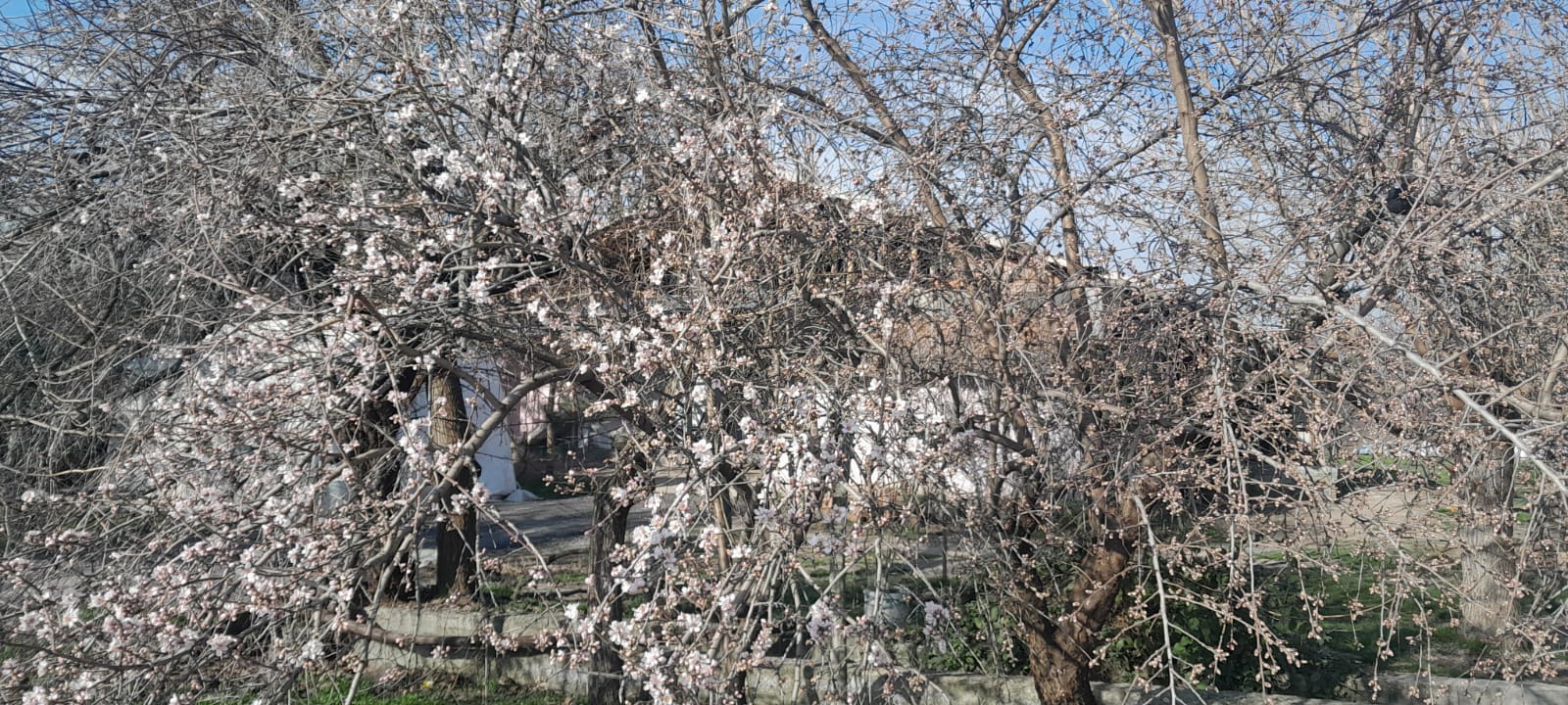 Badem Ağaçları Çiçek Açtı
