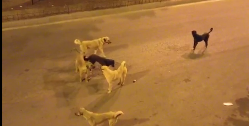 Başı Boş Köpekler Dilek Mahallesi Sakinlerini Korkutuyor