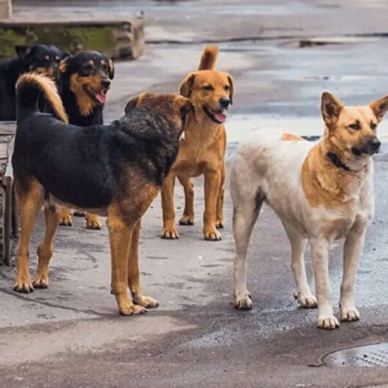 Başıboş Sokak Köpekleri Düzenlemesi Meclis'te