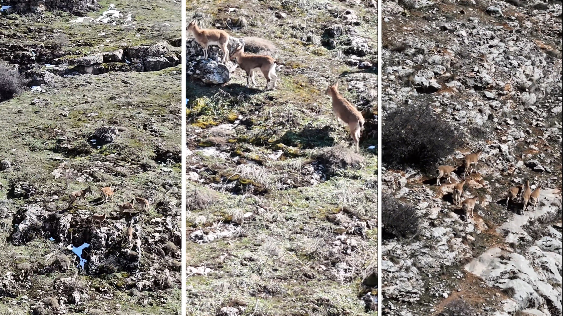 Beydağı’ndaki Dağ Keçileri Malatya’nın Doğal Zenginliğini Gözler Önüne Serdi