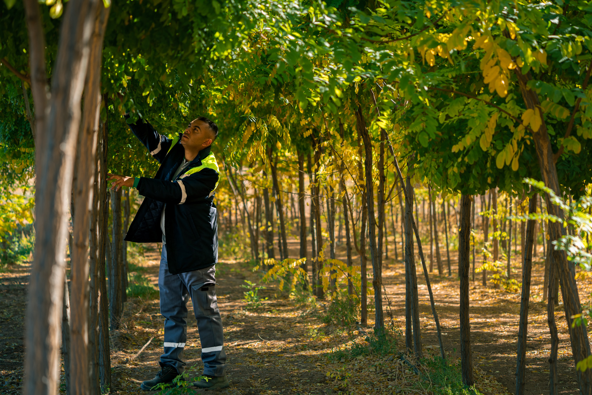 Büyükşehir Belediyesi 300 Bin Metrekarede Çim ve Fidan Yetiştiriyor