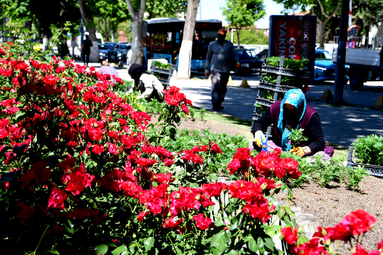Büyükşehir Belediyesi Peyzaj Çalışmalarını Sürdürüyor