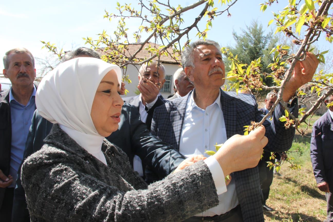 Çalık, "Kayısıda Hasar Tespit Çalışmaları Başladı"