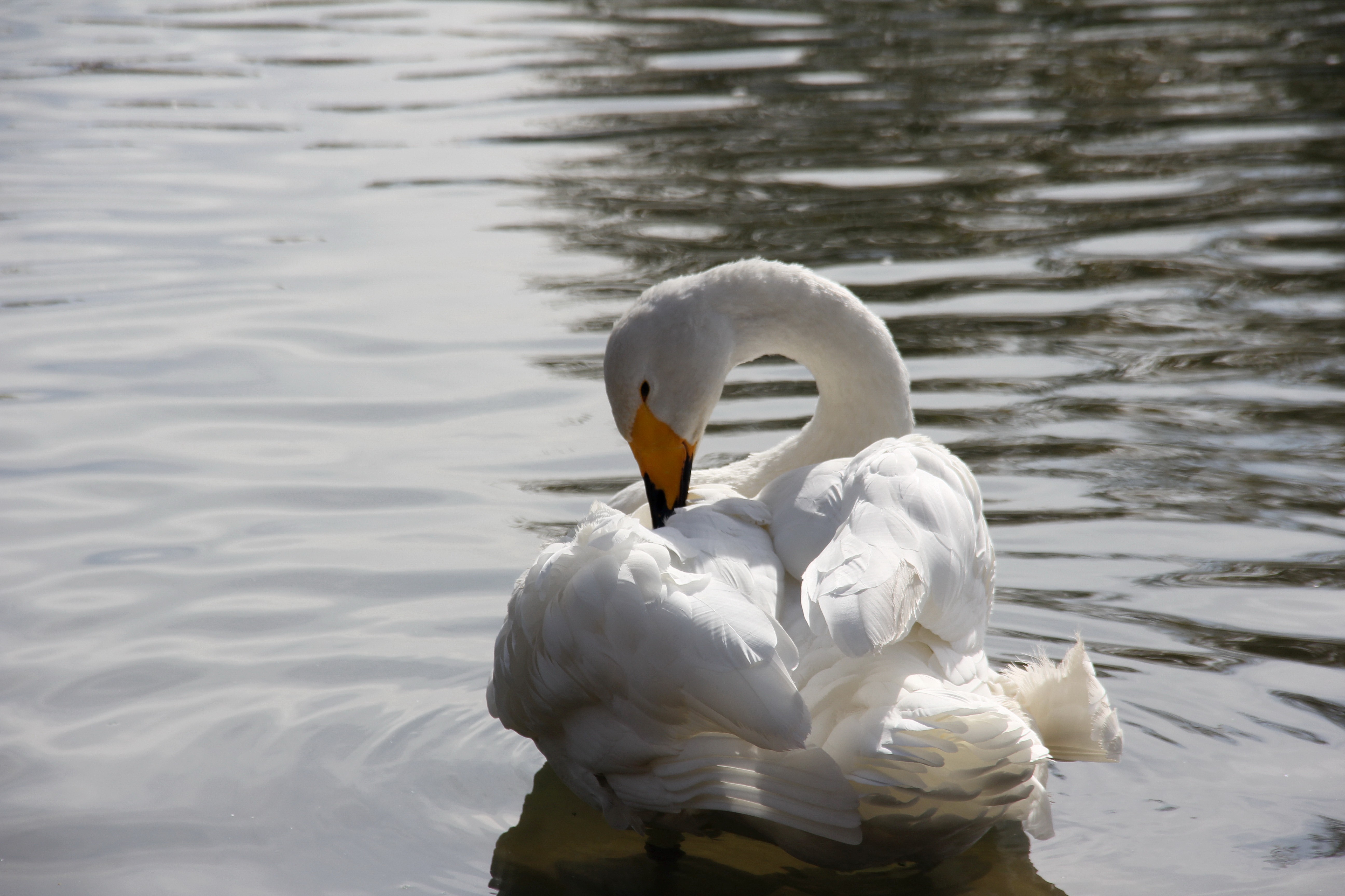 Erkek Kuğuya Eş Aranıyor