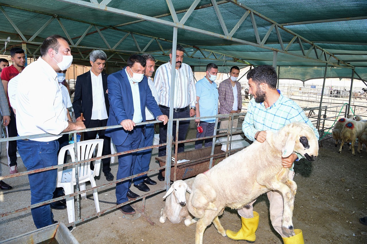 Gürkan, canlı hayvan pazarında inlemelerde bulundu