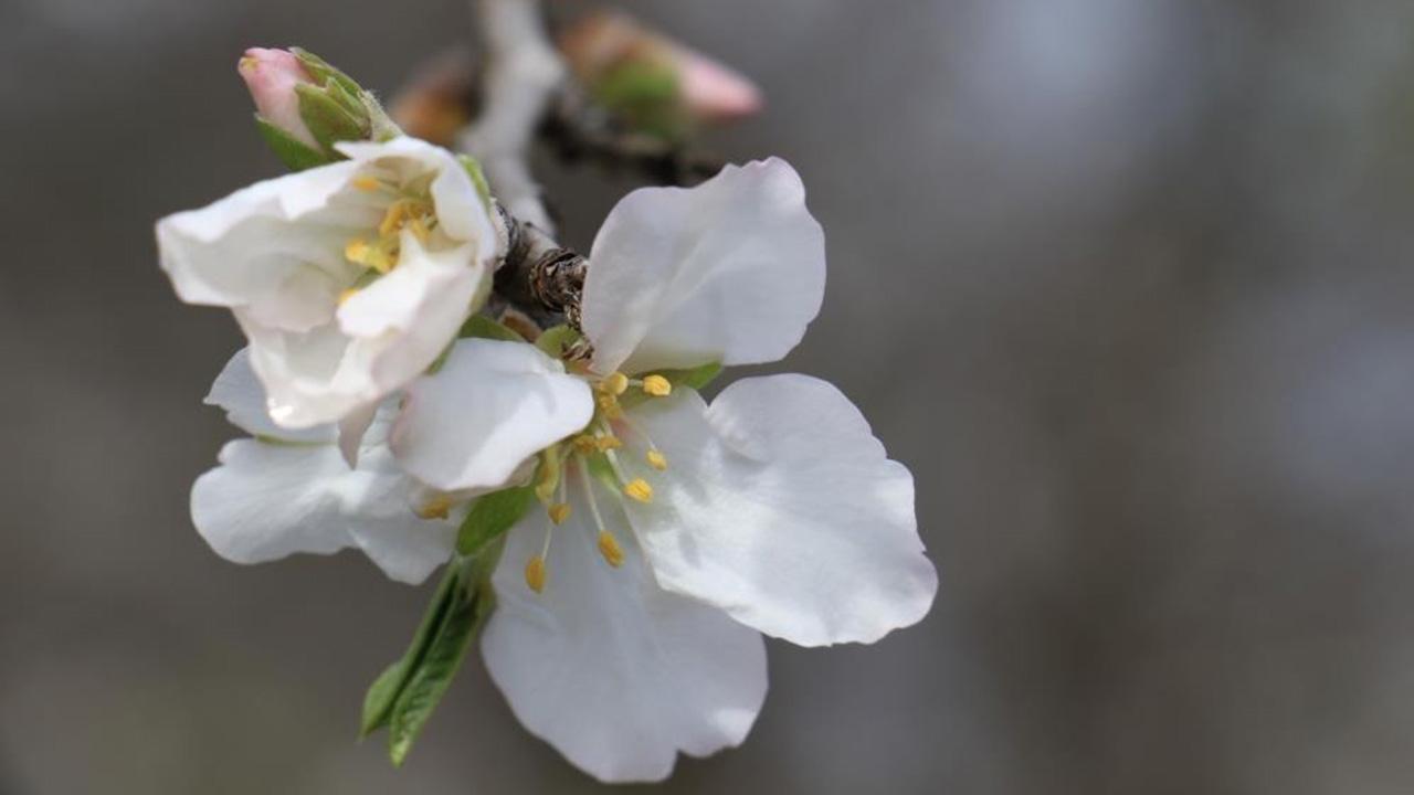 İlk Cemre Havaya Düştü