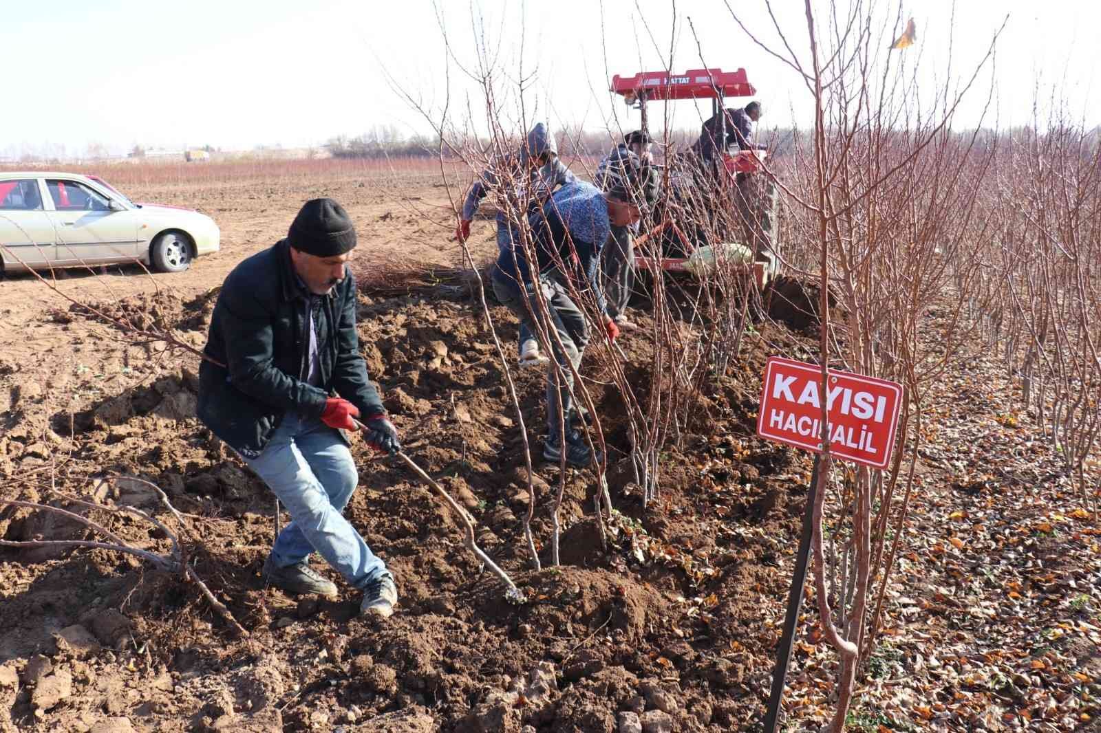 Kayısı fiyatları yükseldi fideye talep arttı