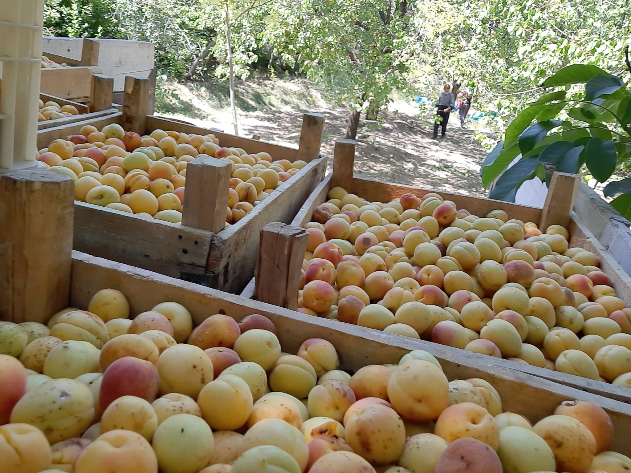 Kayısı Hasadı Yüksek Kesimlerde Devam Ediyor