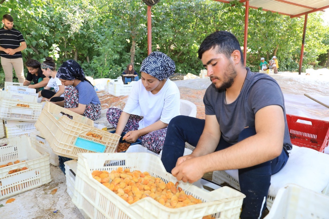 Kayısı hasadında bayram sonrası yoğun mesai