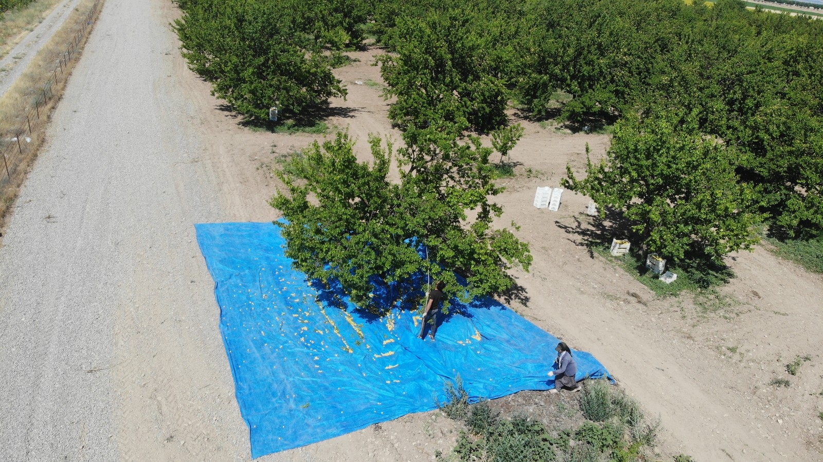 Kayısı mesaisi başladı