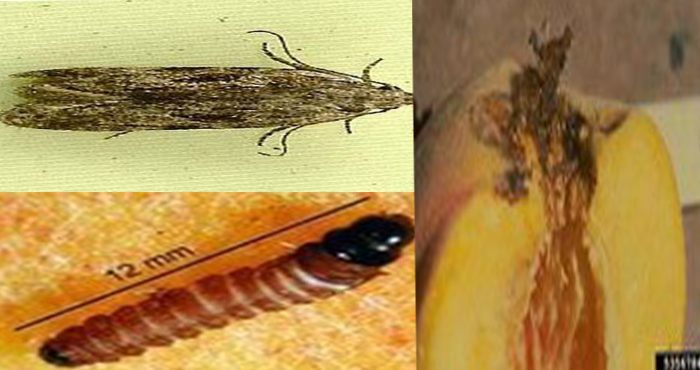 Kayısı Yetiştiricisine Güve Uyarısı