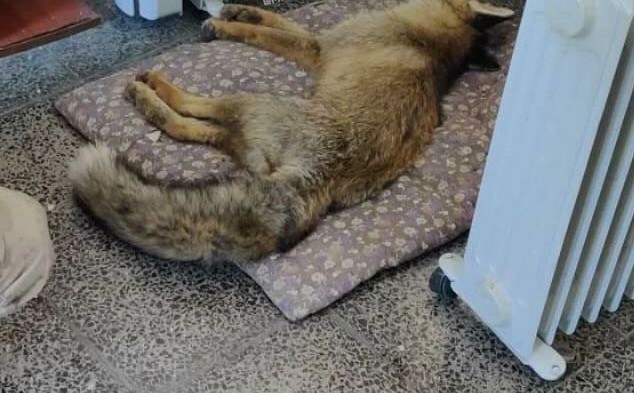 Köy Korucusundan Örnek Davranış