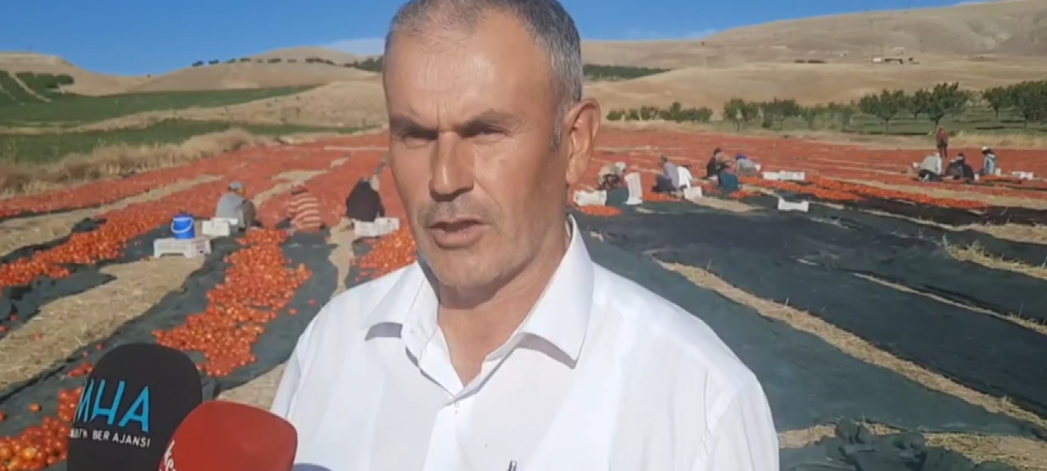 Kurutmalık Domates de Hasat Devam Ediyor 