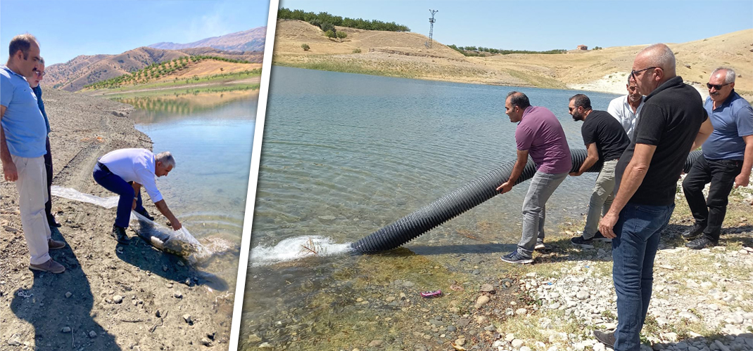 Malatya Barajlarına 3 Buçuk Milyon Sazan Balığı Bırakıldı