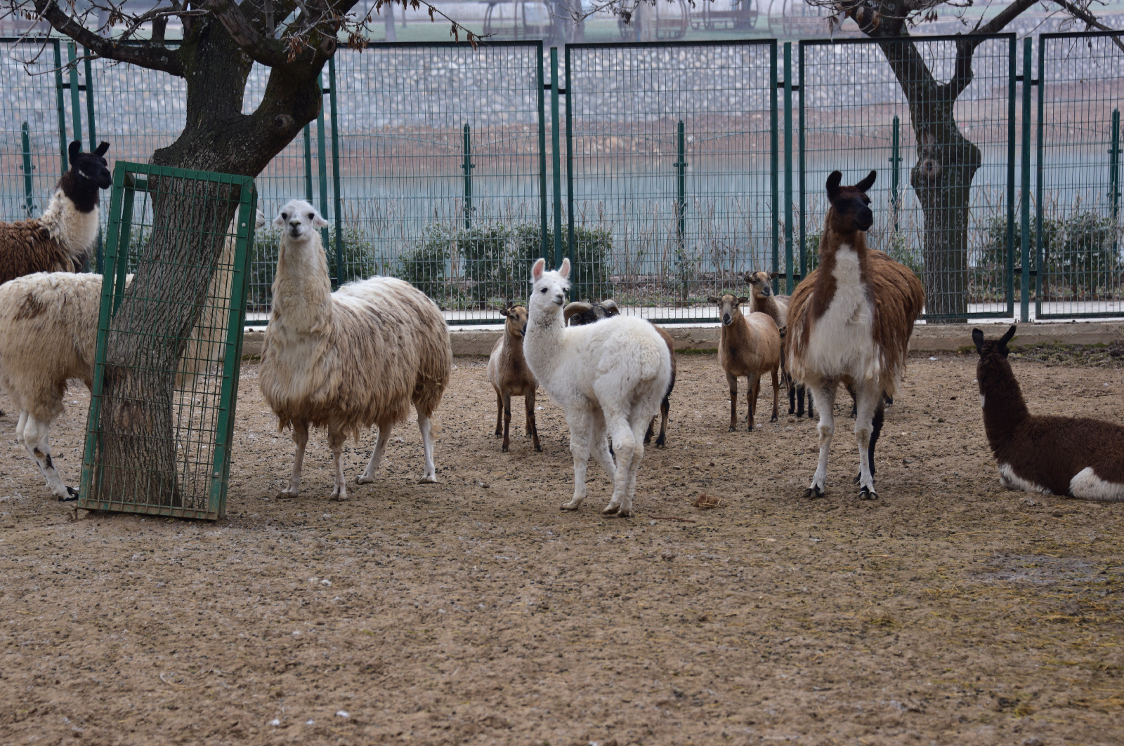 Malatya Hayvanat Bahçesine Ziyaretçi Akını