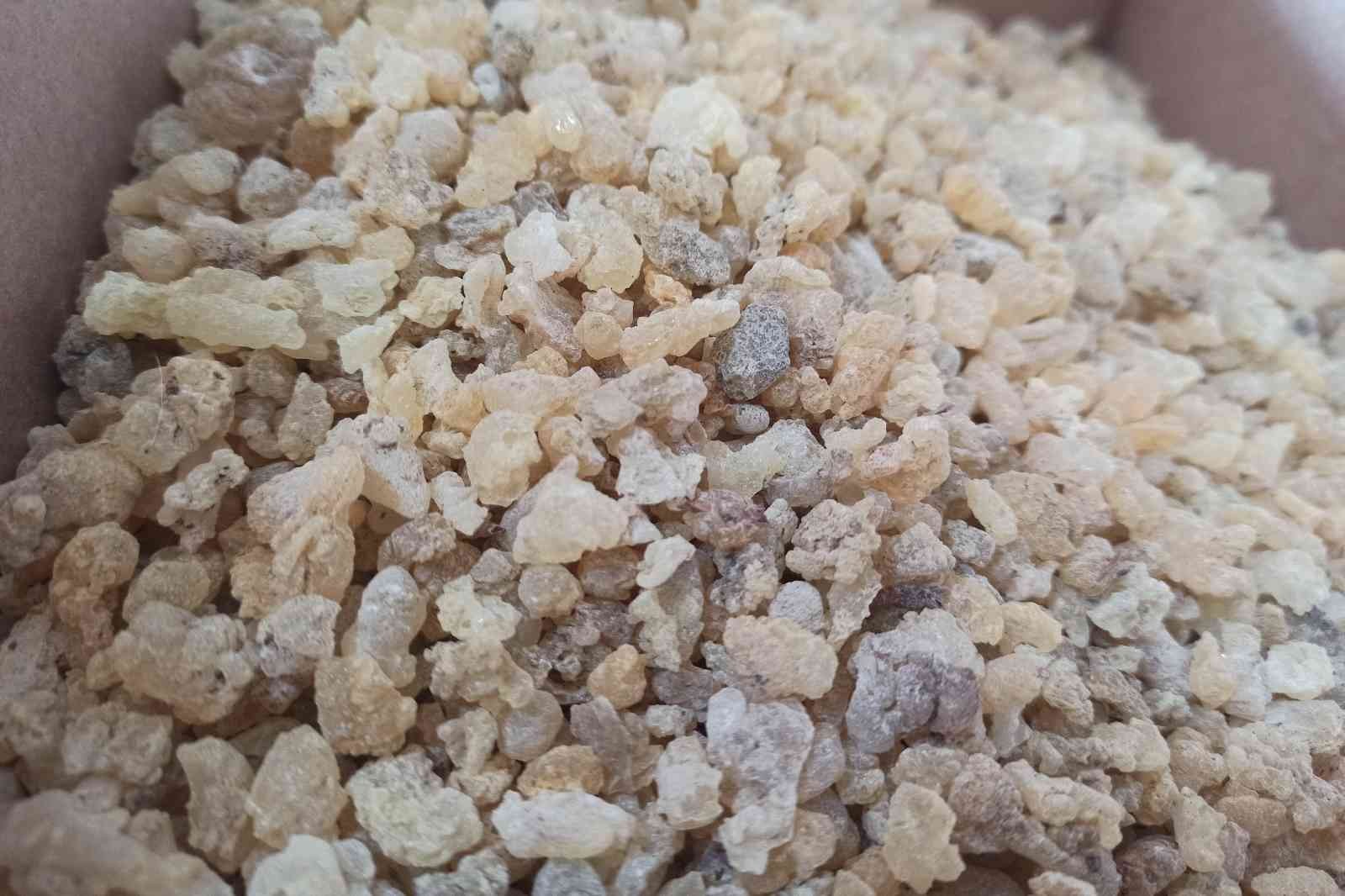 Mezda sakızının kilosu 750 liradan satılıyor