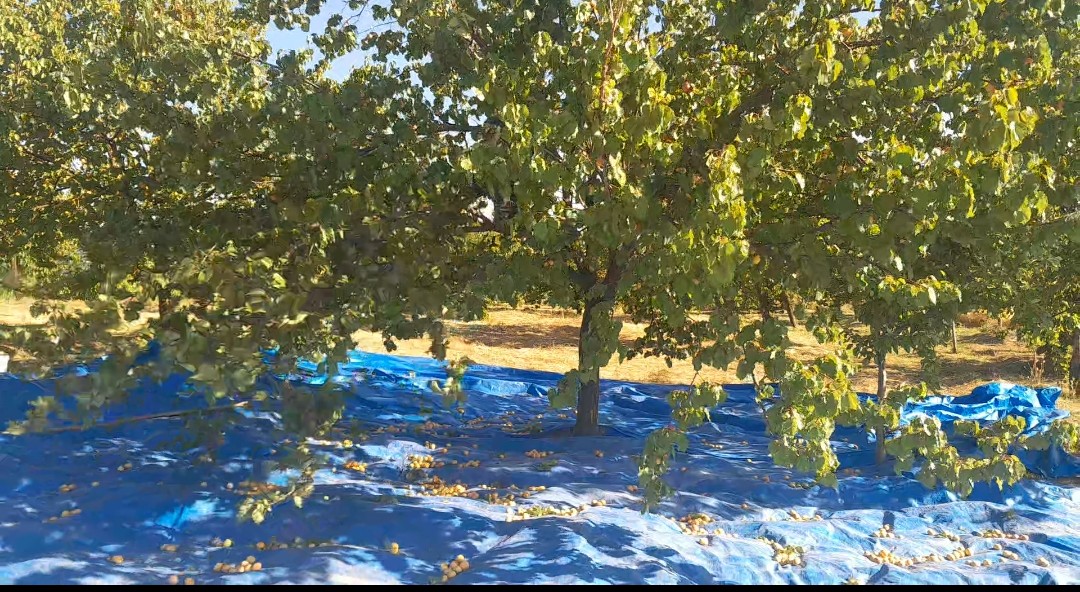 Sarı Altın Kayısıda Hasat Zamanı