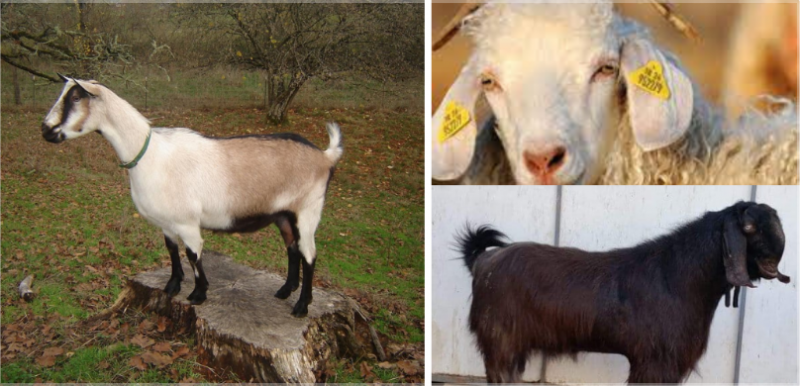 Tarım ve Orman Bakanlığı 7 Yerli Keçi Irkını Koruma Altına Aldı