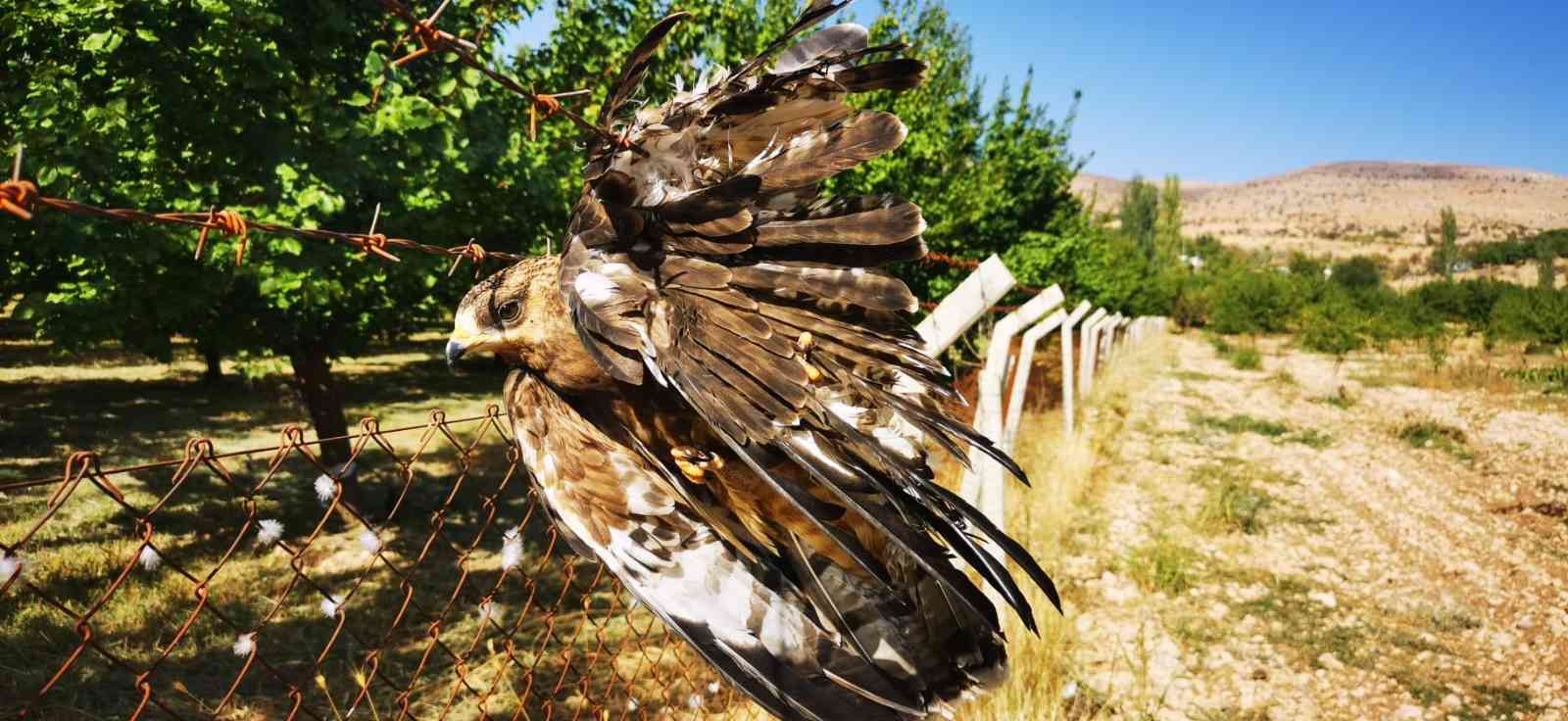 Tele Takılan Şahini İtfaiye Kurtardı