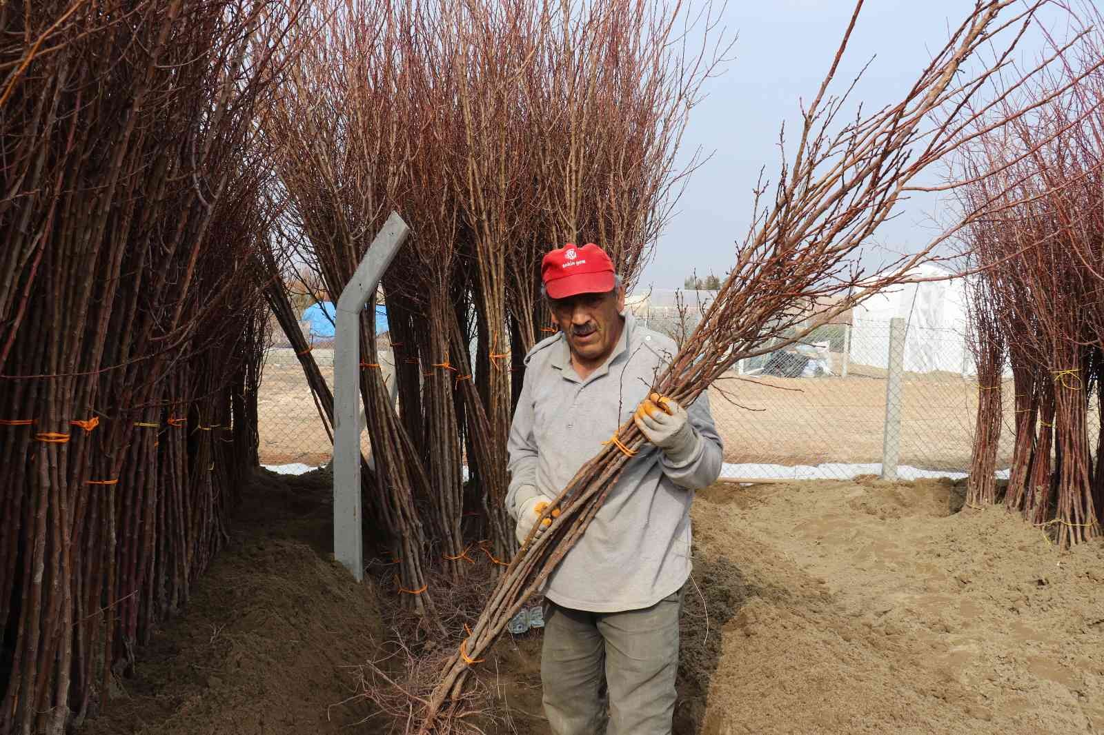 Üretici kayısı fidanına büyük ilgi gösteriyor