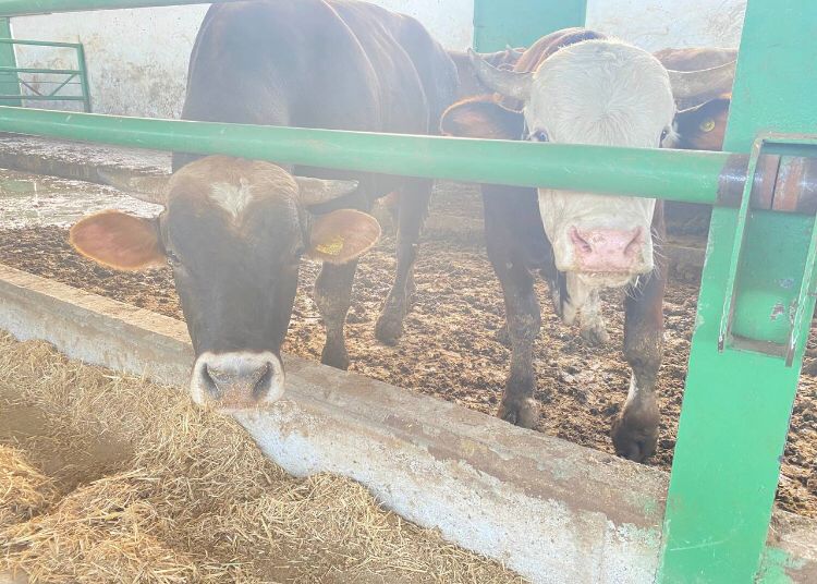 Uzmanına Sorduk, "Kurbanlık Seçerken Nelere Dikkat Edilmeli?"