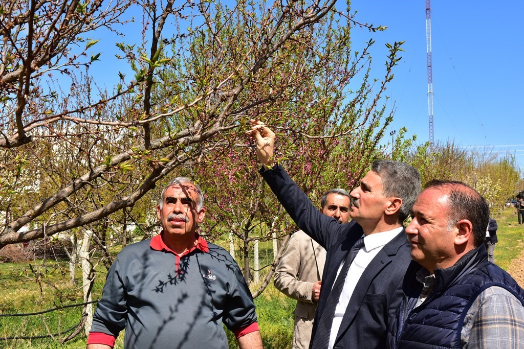 Vali Baruş Hasar Gören Kayısı Bahçelerinde İncelemelerde Bulundu