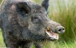 Yaban hayvanları avlanmasına başlanıyor