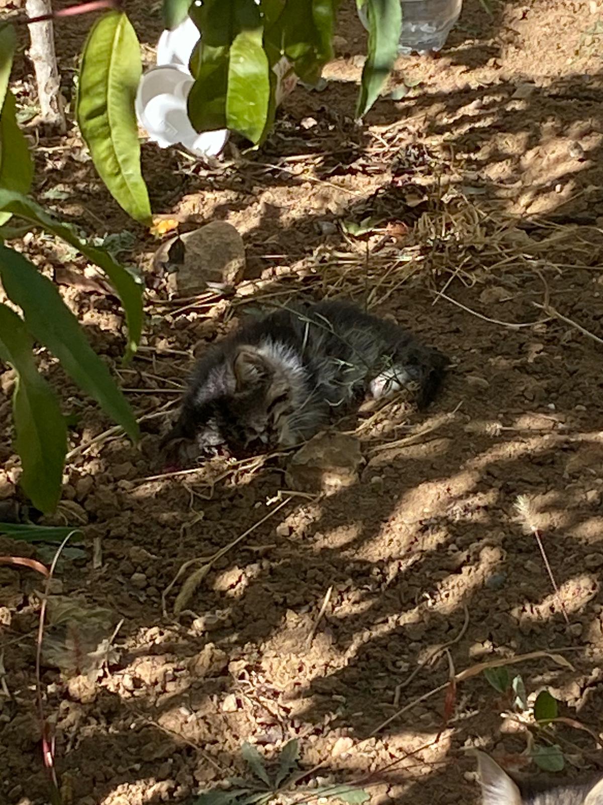Yaralı Kedileri Büyükşehir Belediyesi Tedavi Edecek