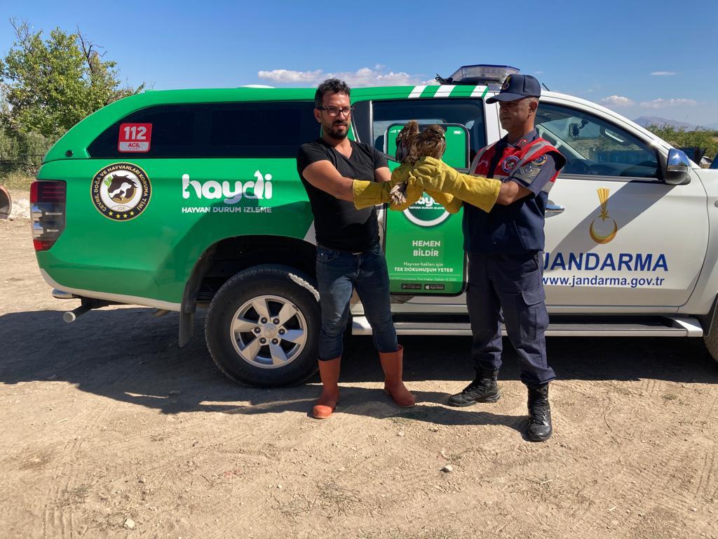 Yaralı Şahin Kurtarıldı