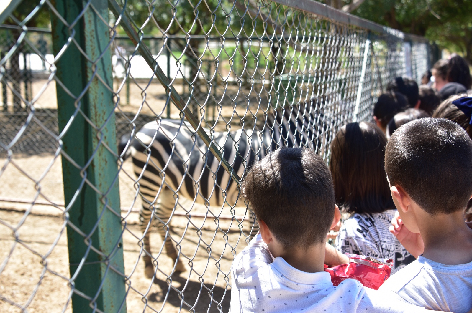 Yaz Okulu Öğrencileri Hayvanat Bahçesini Gezdi