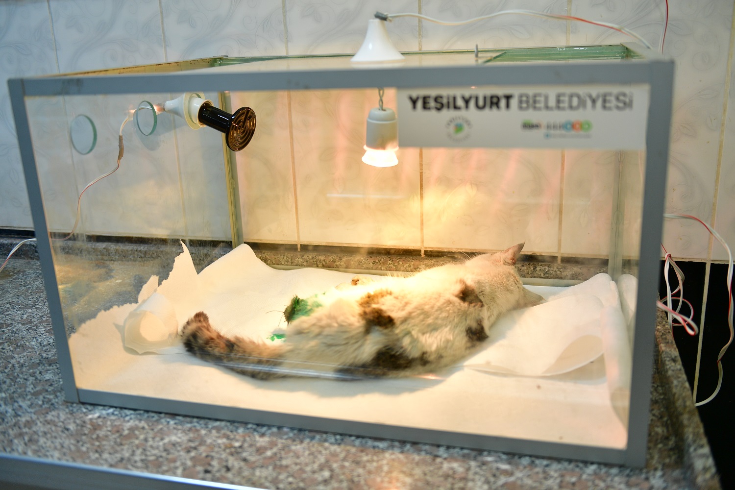 Yeşilyurt Belediye Ekipleri Demir Kapıya Sıkışan Kediyi Kurtardı