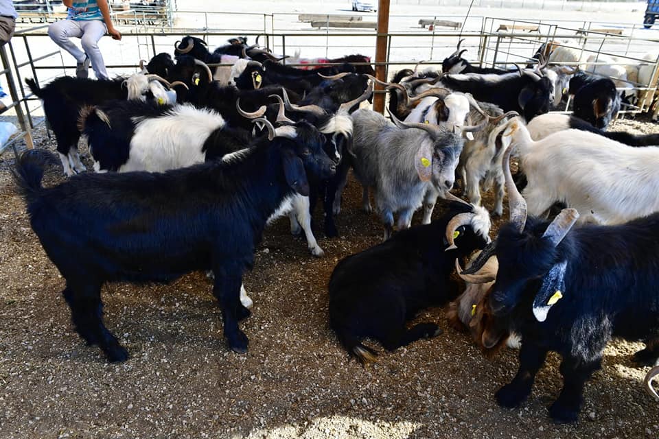 Yeşilyurt Belediyesi 41 Noktada Kurban Satış ve Kesim Yeri Belirledi